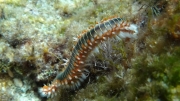 Морской червь снимок Вероники